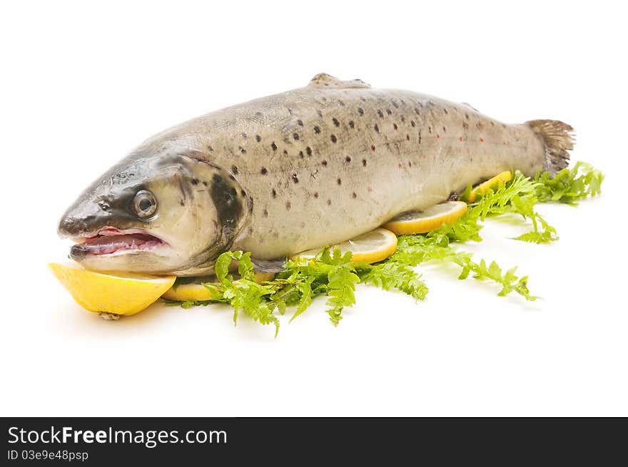 Wild trout caught in natural river, isolated on white background