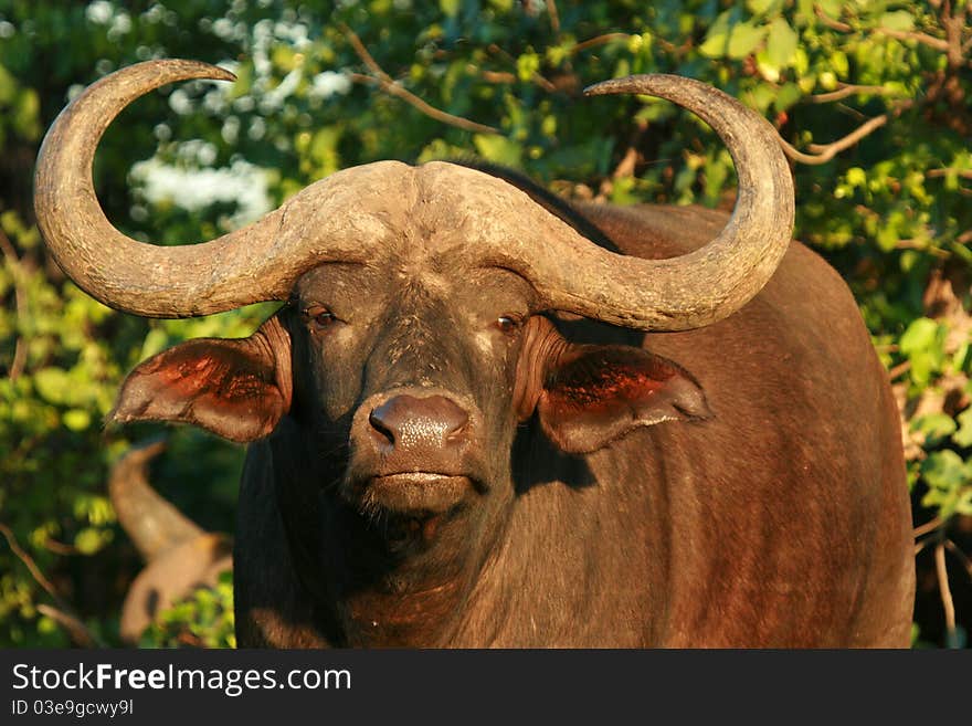 Old Buffalo bull in the evening light