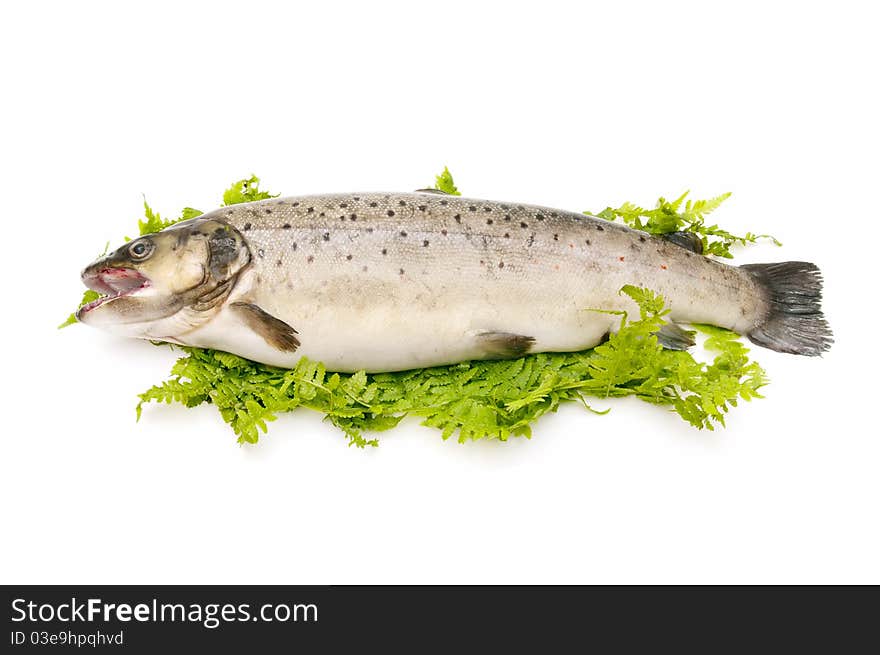 Wild trout caught in natural river, isolated on white background