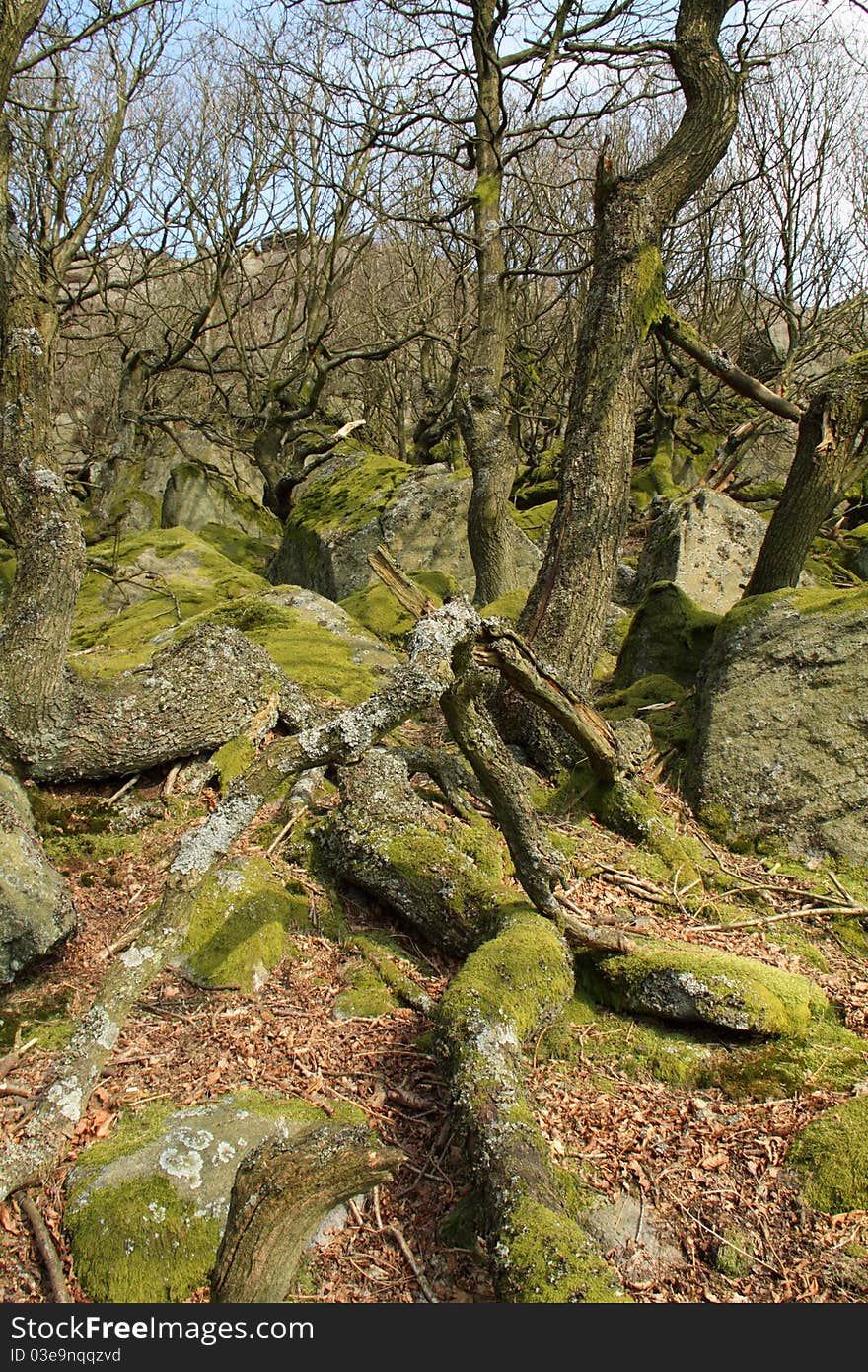 Twisted roots and moss covered rocks