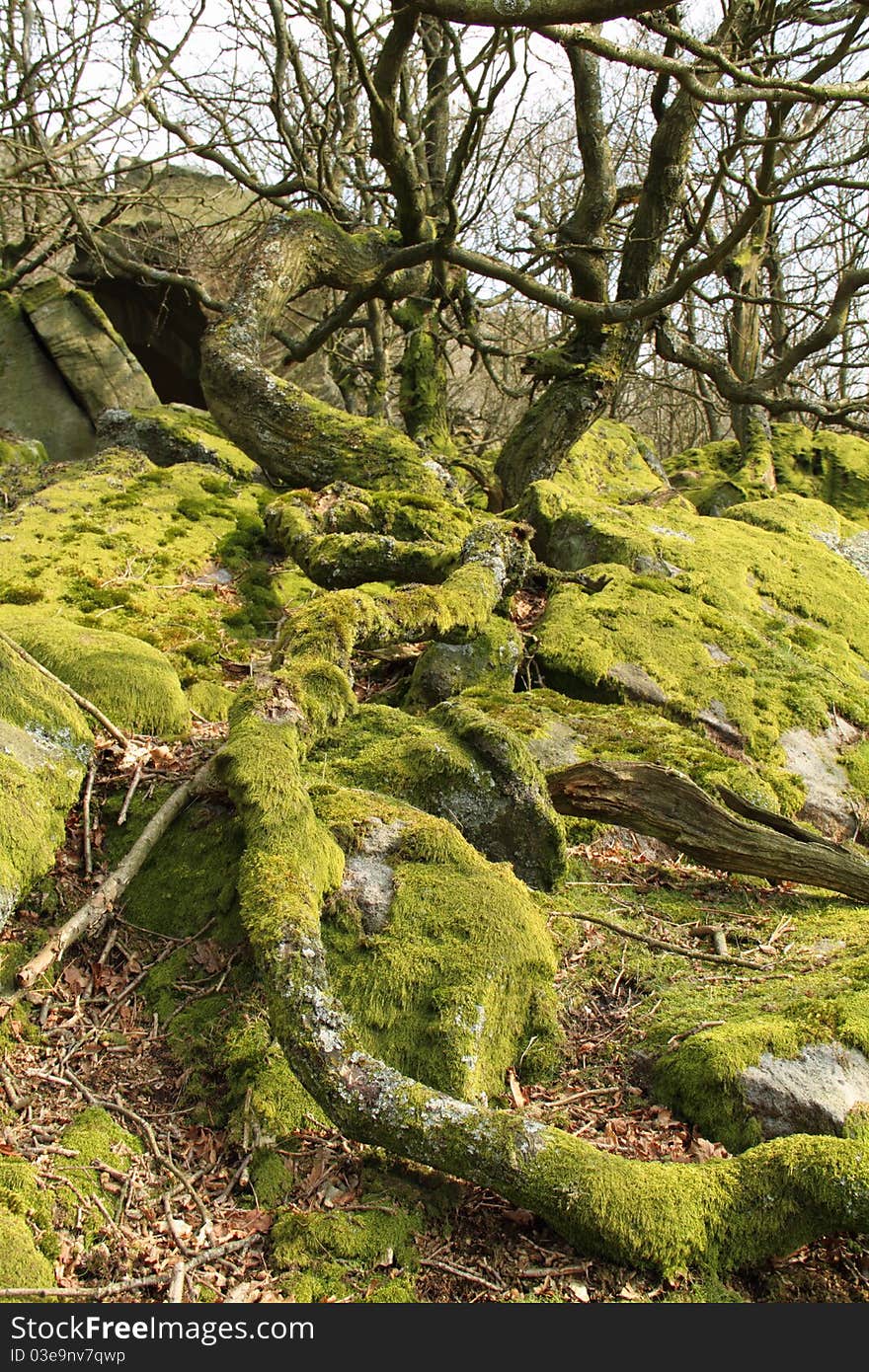 Twisted roots and moss covered rocks