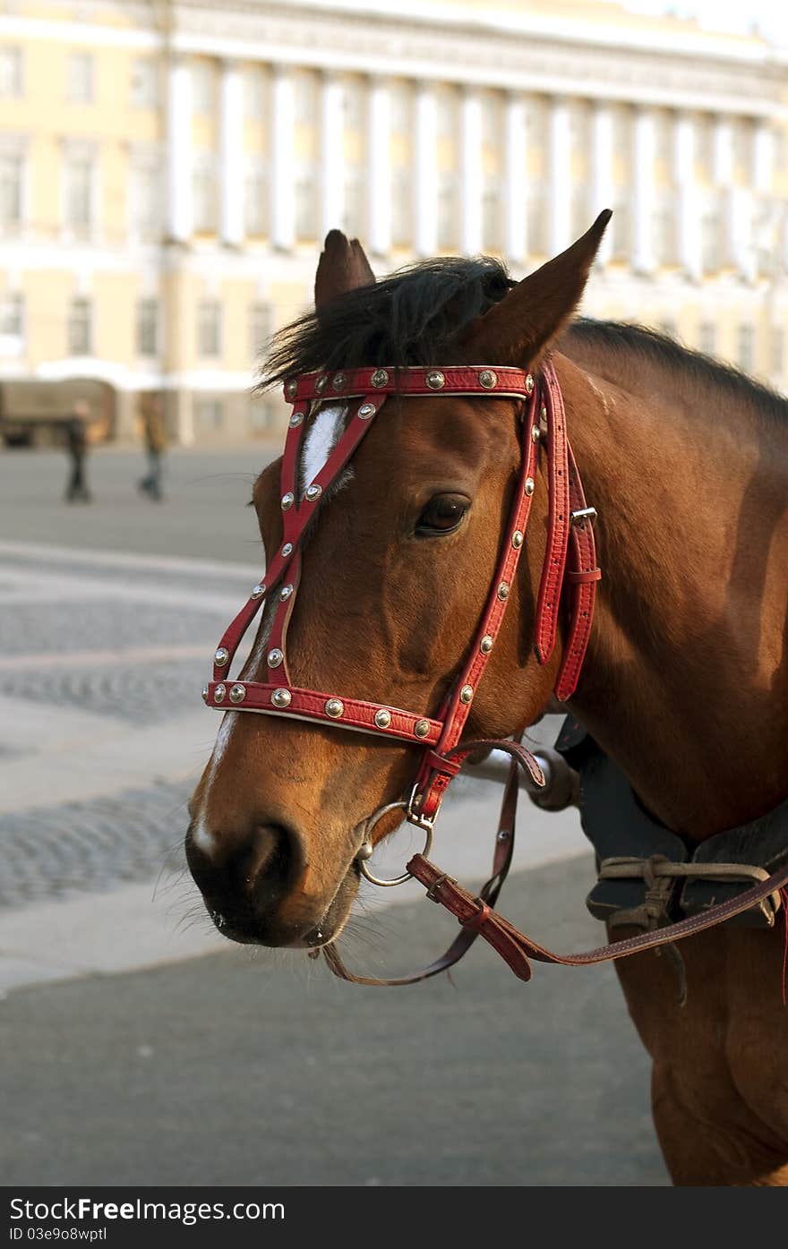 Head of a horse on Palace Square in St.-Petersburg