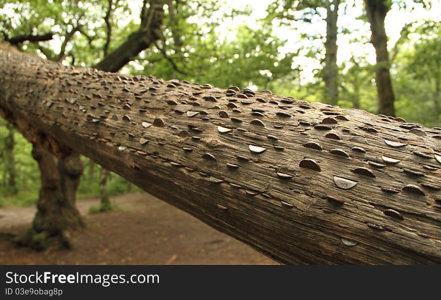 Tree with money pushed into the bark by passers by. Tree with money pushed into the bark by passers by