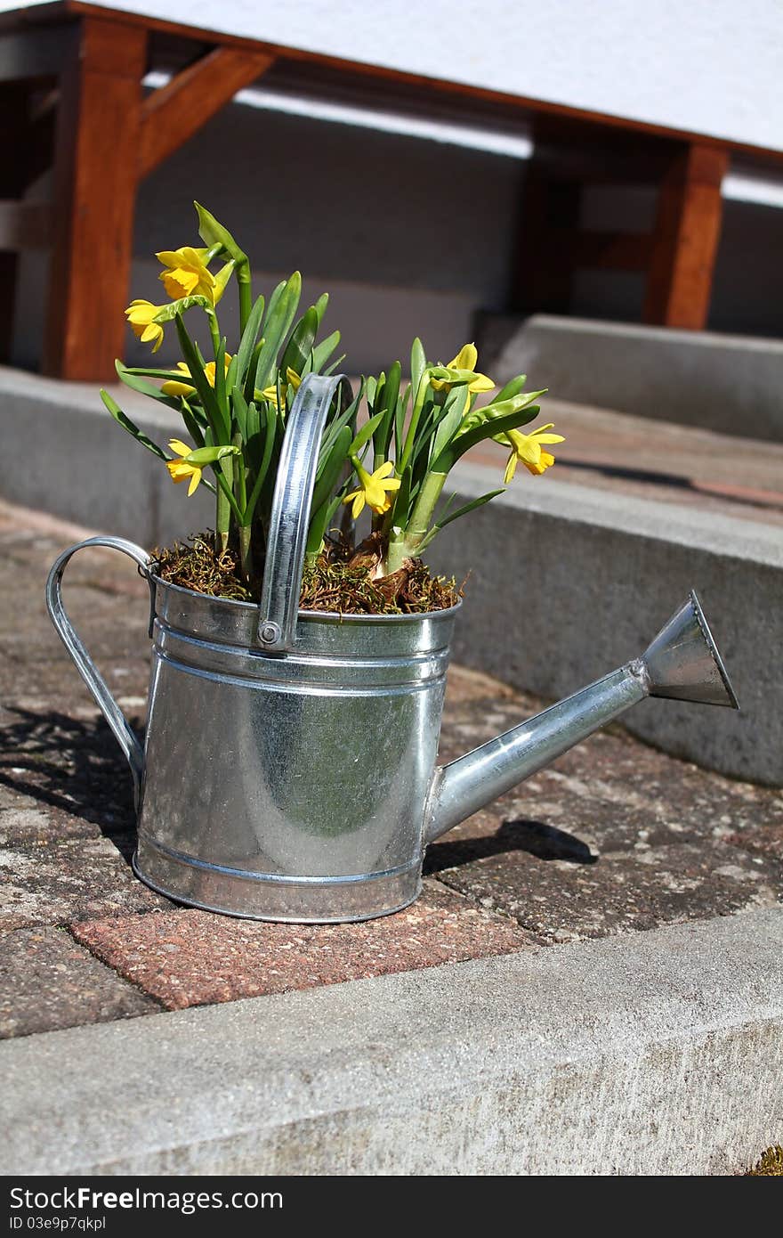 A silver metal watering can with yellow flowers in it on a garden walk