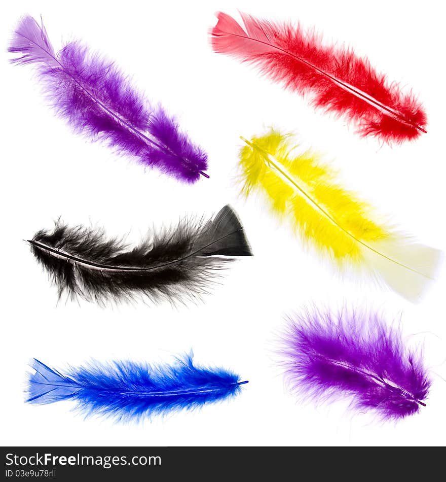 Feathers isolated on a white background