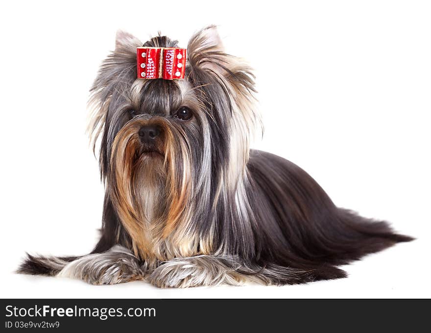 Yorkshire Terrier puppie  sitting on a white background.