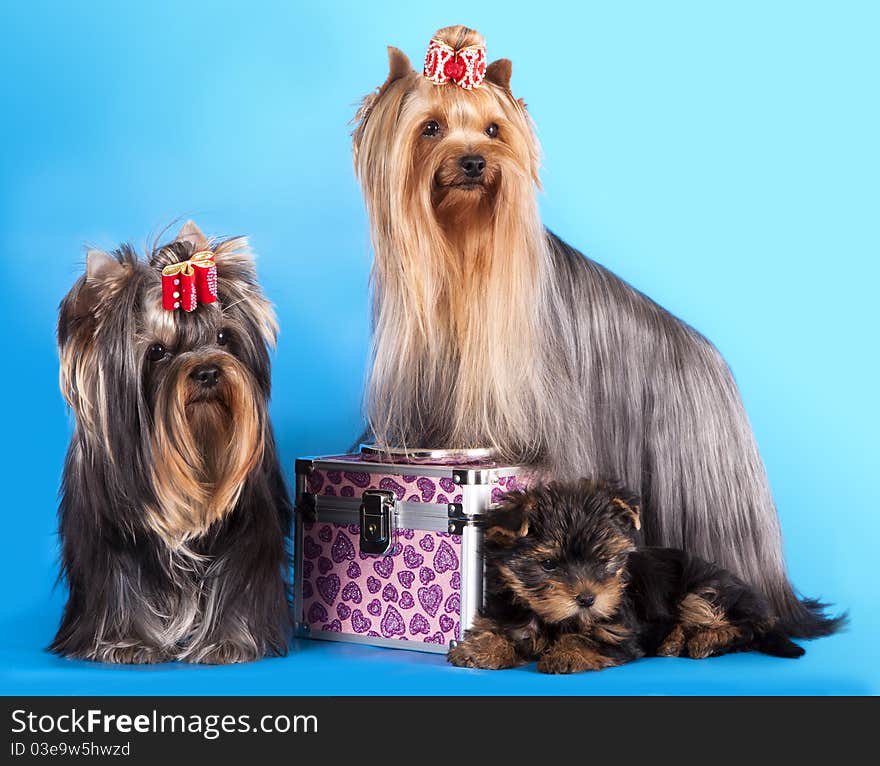 Yorkshire Terrier puppie and dog, sitting on a blue background. Not isolated.