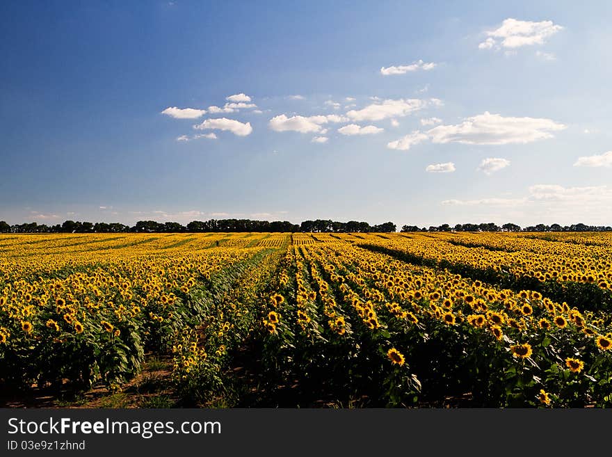 Sunflower field