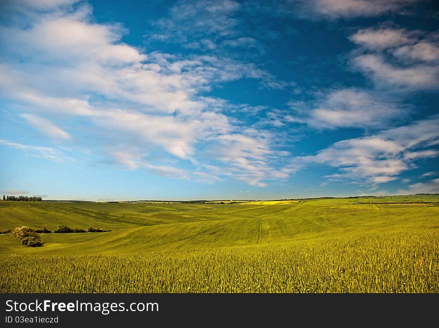 Picture of green field and blue sky. Picture of green field and blue sky