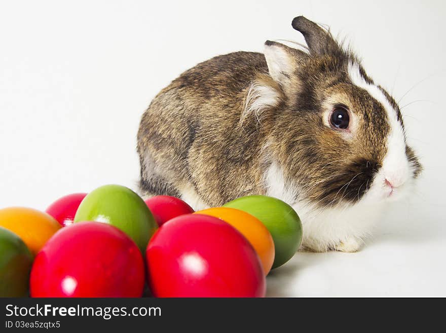 Little brown bunny sits next to colored eggs on white background. Little brown bunny sits next to colored eggs on white background