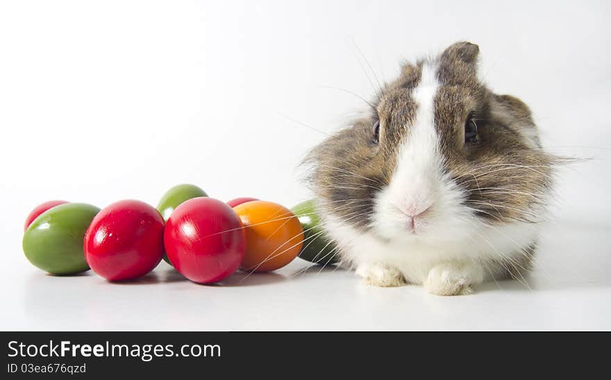 Bunny With Colored Eggs