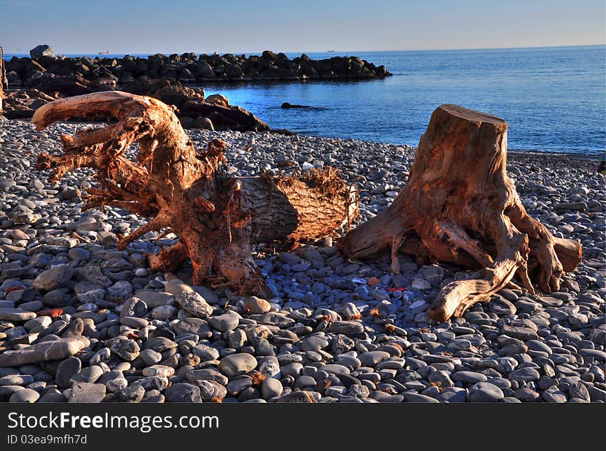 Woods on the rocks