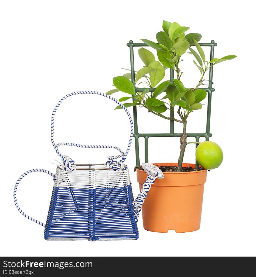 Calamondin and watering isolated on a white background