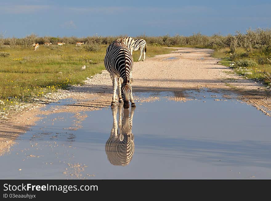 After rain is every pool suitable to satisfy thirst