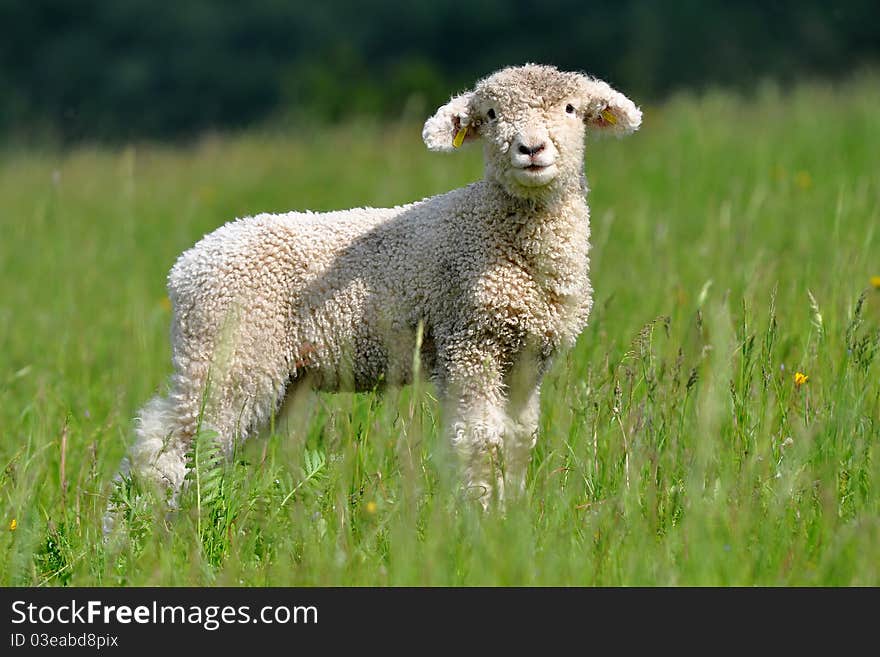 Cute Lamb