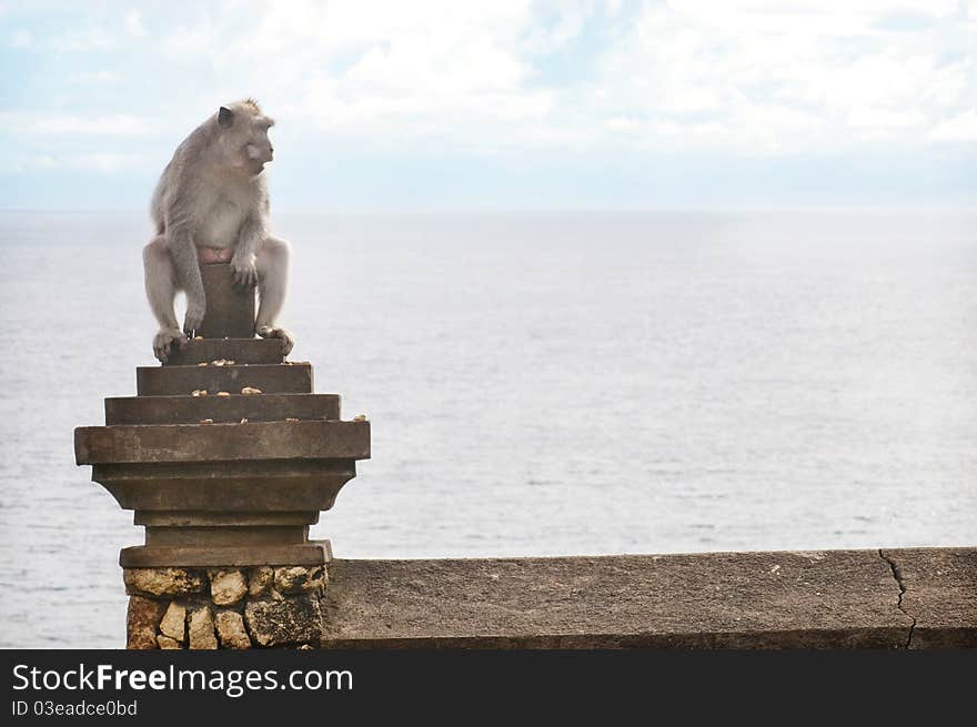 Monkey On Uluwatu Temple