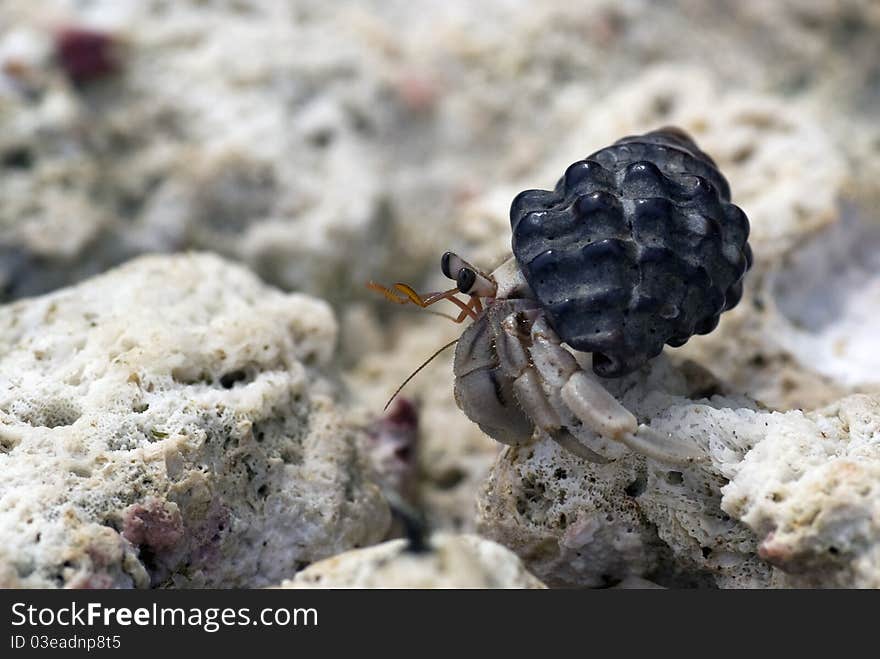 Hermit crab crawling on the beach gravels