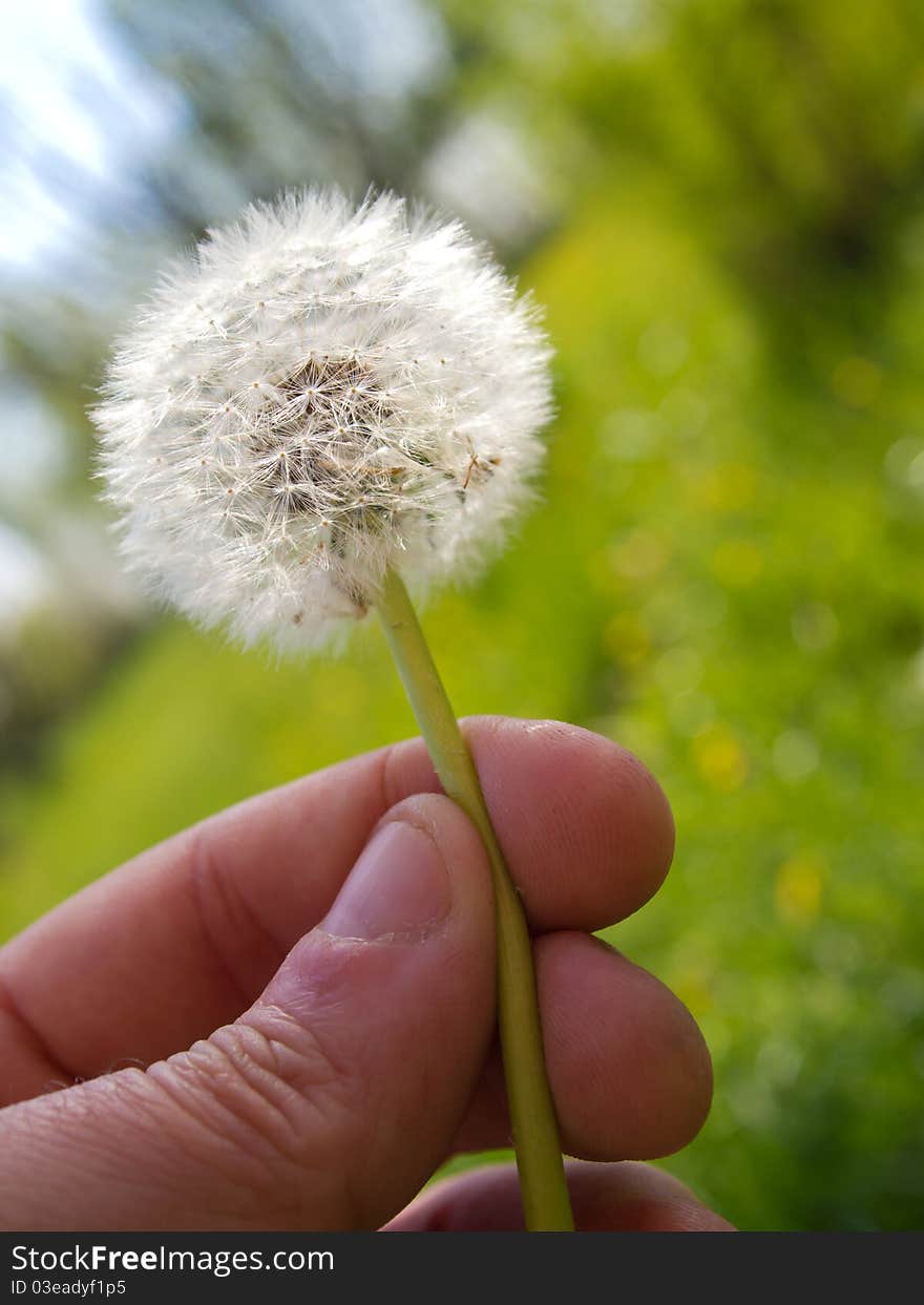 Dandelion flower in spring time. Dandelion flower in spring time