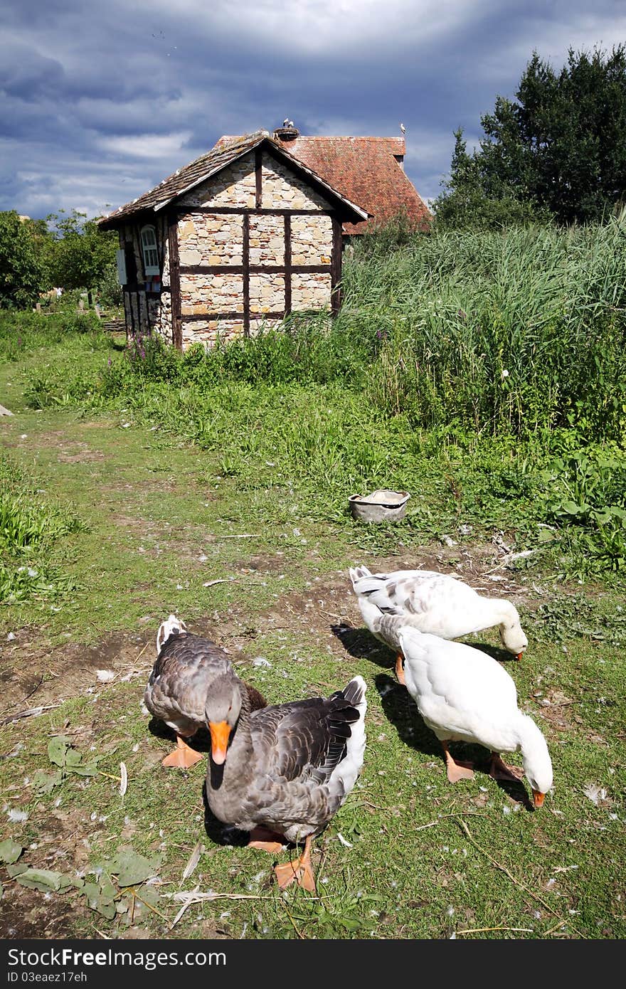 Gooses in the courtyard, French country