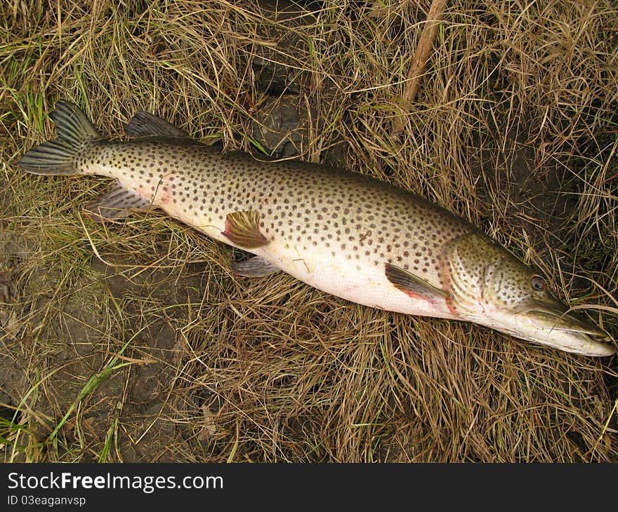 Pike fishing - big pike catched on mongolian river Onon