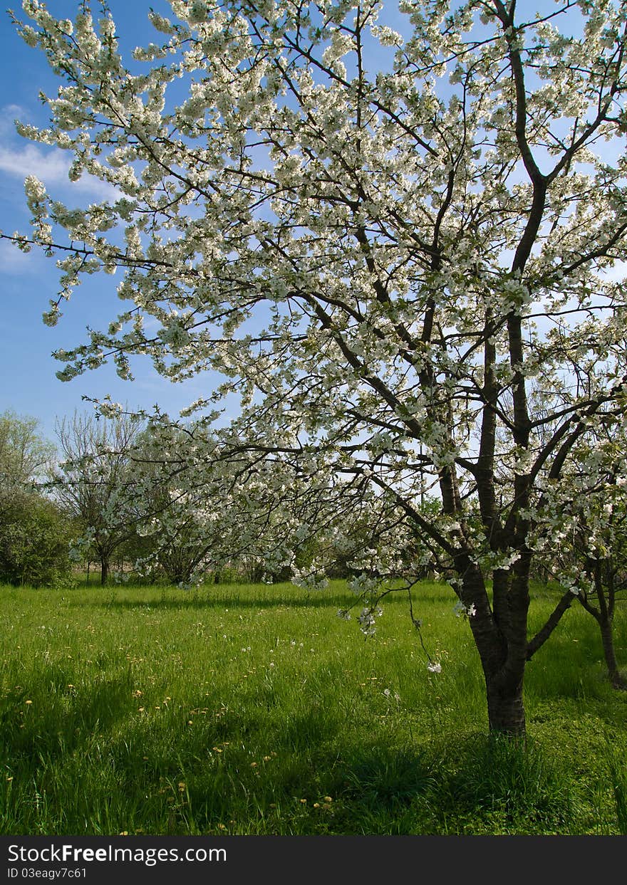 Cherry blossom tree