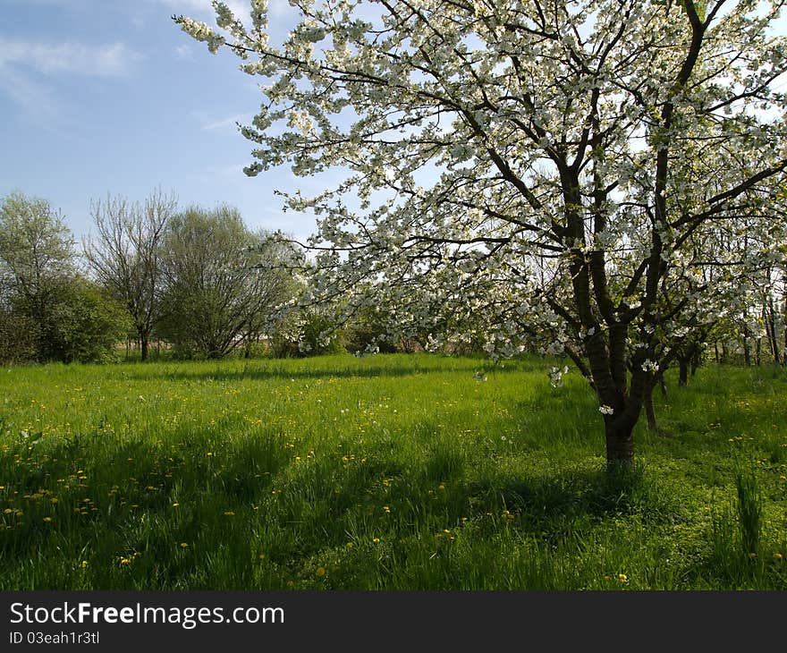 Cherry blossom tree in a farmland