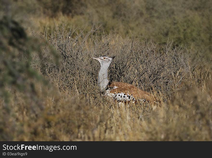 The Kori Bustard (Ardeotis kori) is a large bird native to Africa (Kalahari Desert, South Africa)