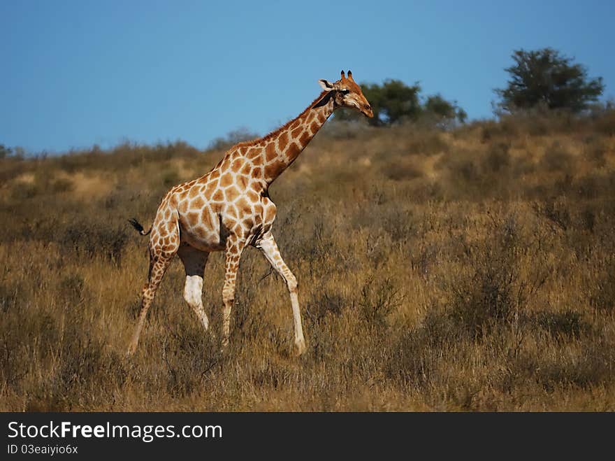 Giraffe (Giraffa camelopardalis) in the bush-veld of the Kalahari Desert (South Africa).