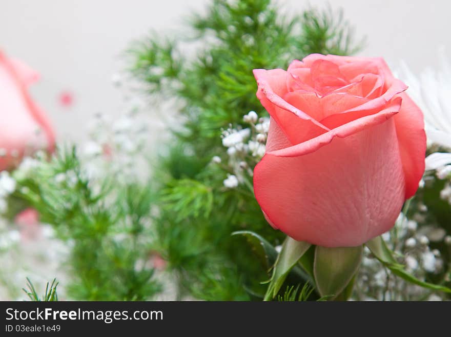 One beautiful big red rose over abstract background