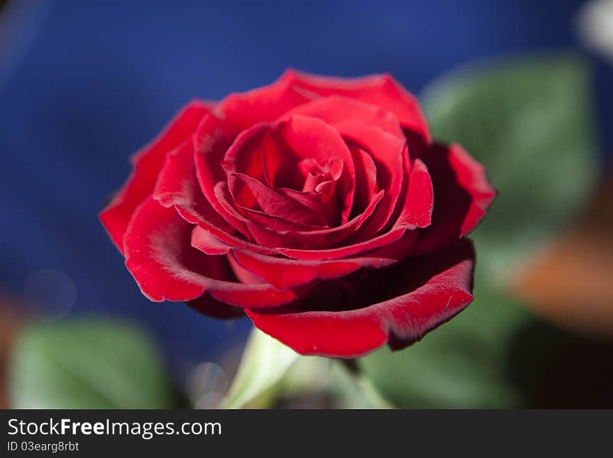 Affection single red rose Front View. Affection single red rose Front View