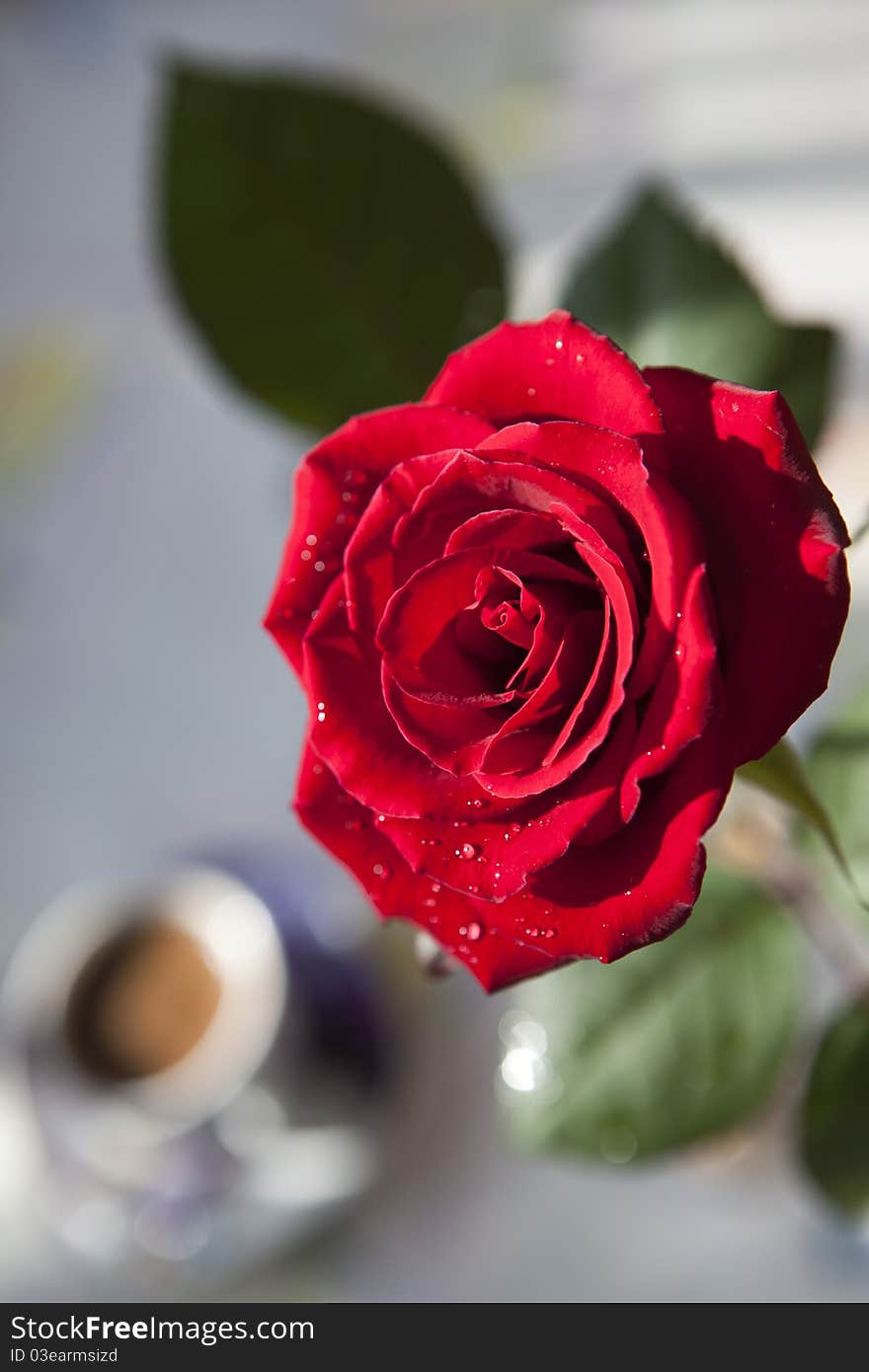 Red rose with water drops in beams аnd cup of coffee. Red rose with water drops in beams аnd cup of coffee