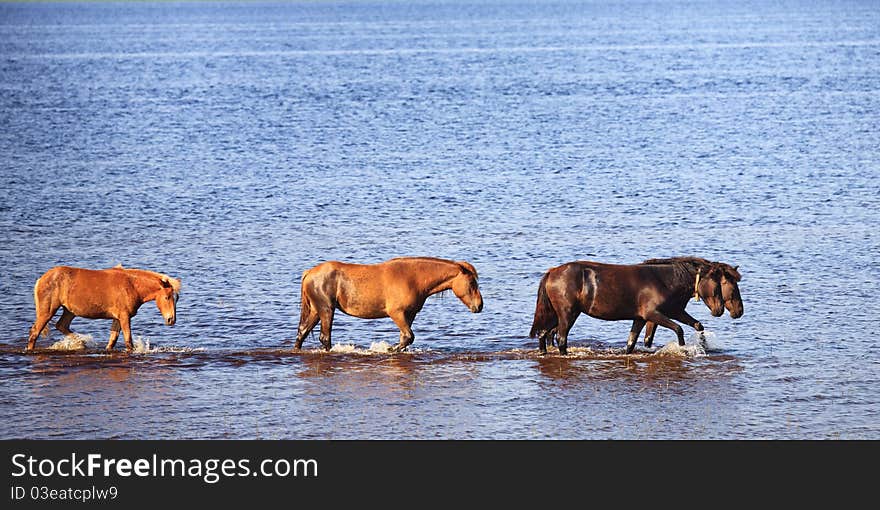 Four horses go one for another on blue water of lake. Four horses go one for another on blue water of lake