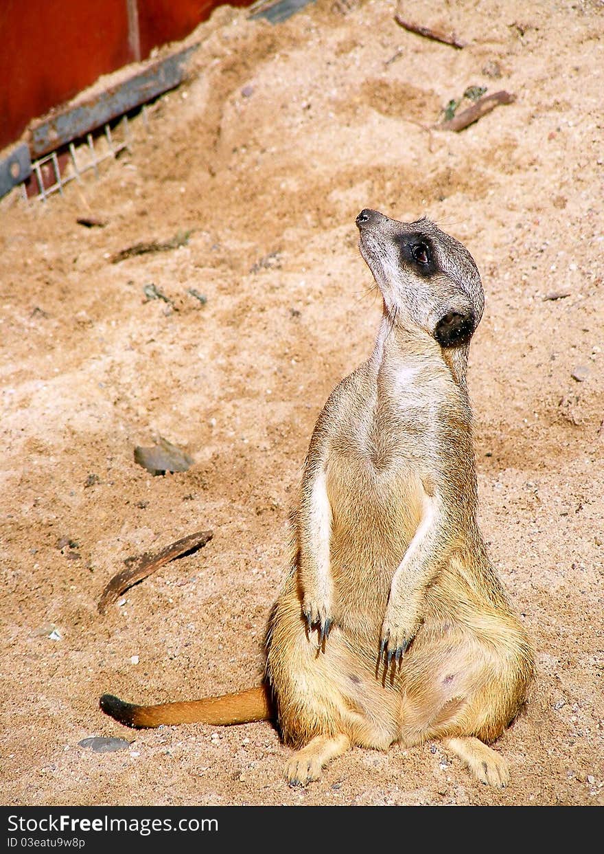 Suricate sitting on the sand and waiting for the feeding in Riga zoo, Latvia