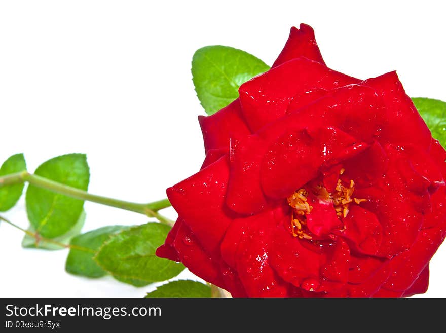 Red rose closeup isolated on white