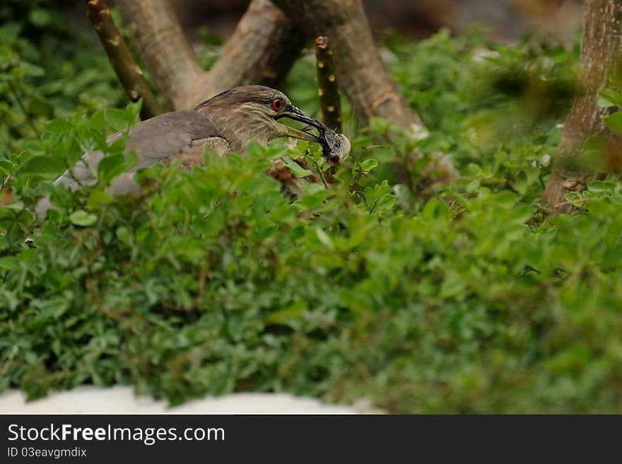 This is a young night heron who is learning to hunt a fish. This is a young night heron who is learning to hunt a fish.