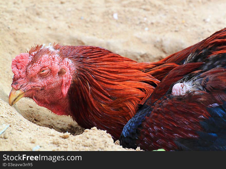 General asian domestic fowl sleeping. General asian domestic fowl sleeping