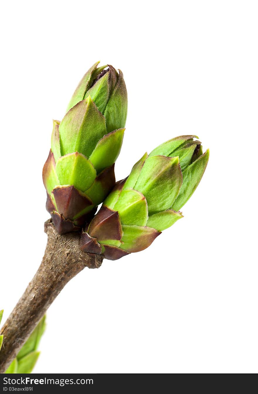 Lilac Buds