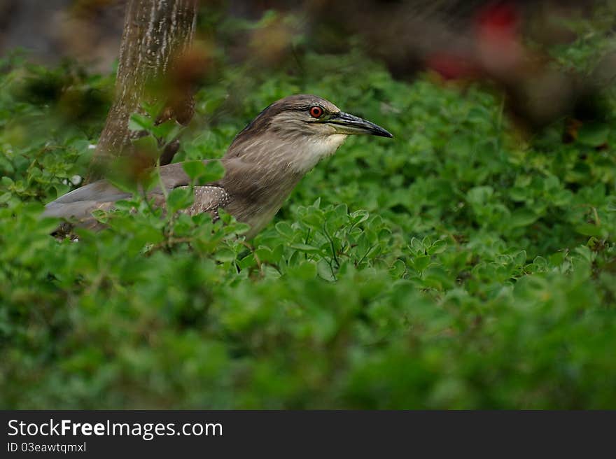 Black-crowned Night Heron (Nycticorax Nycticorax)