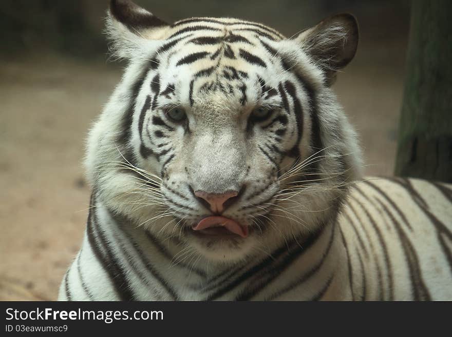 White tiger full face portrait. White tiger full face portrait