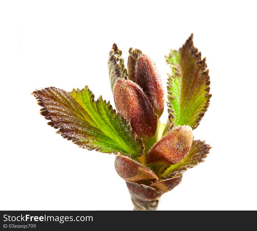 Hazel Leaf