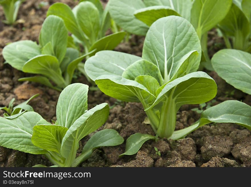 Green Pack Choy