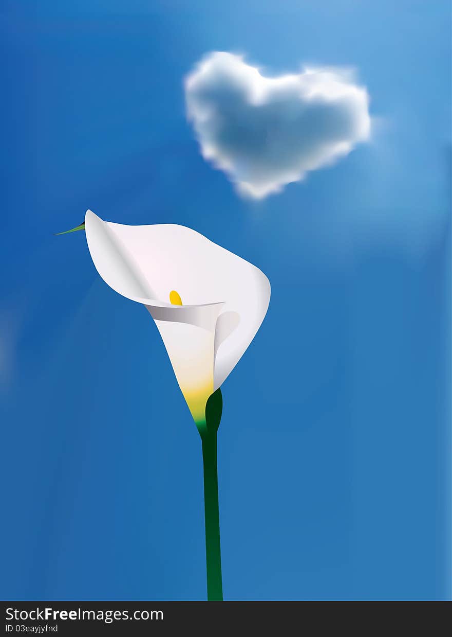 White calla lily under blue sky with a cloud shaped as heart