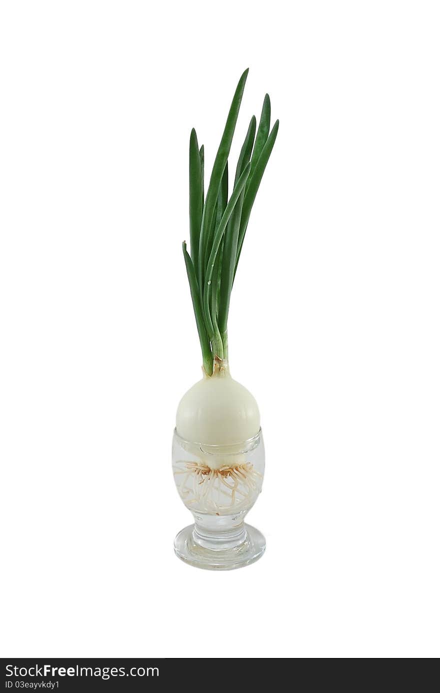 Growing green onions in a cup. It is isolated on a white background