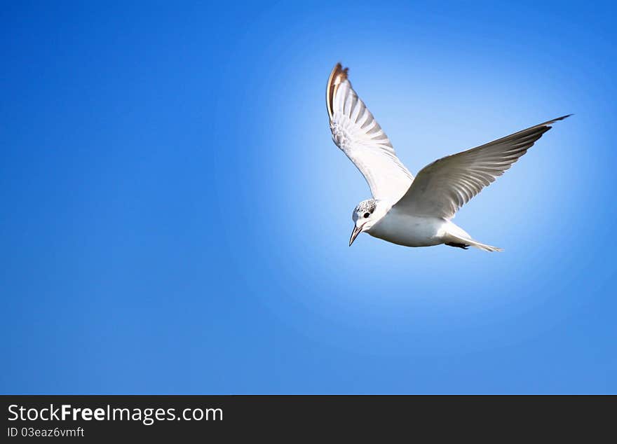 Whiskered tern in flight...flying above chilika lake, Orissa. Chilika is a famous birds sanctuary of India where local people take immense care to protect birds.This photo can also symbolize peace. Whiskered tern in flight...flying above chilika lake, Orissa. Chilika is a famous birds sanctuary of India where local people take immense care to protect birds.This photo can also symbolize peace