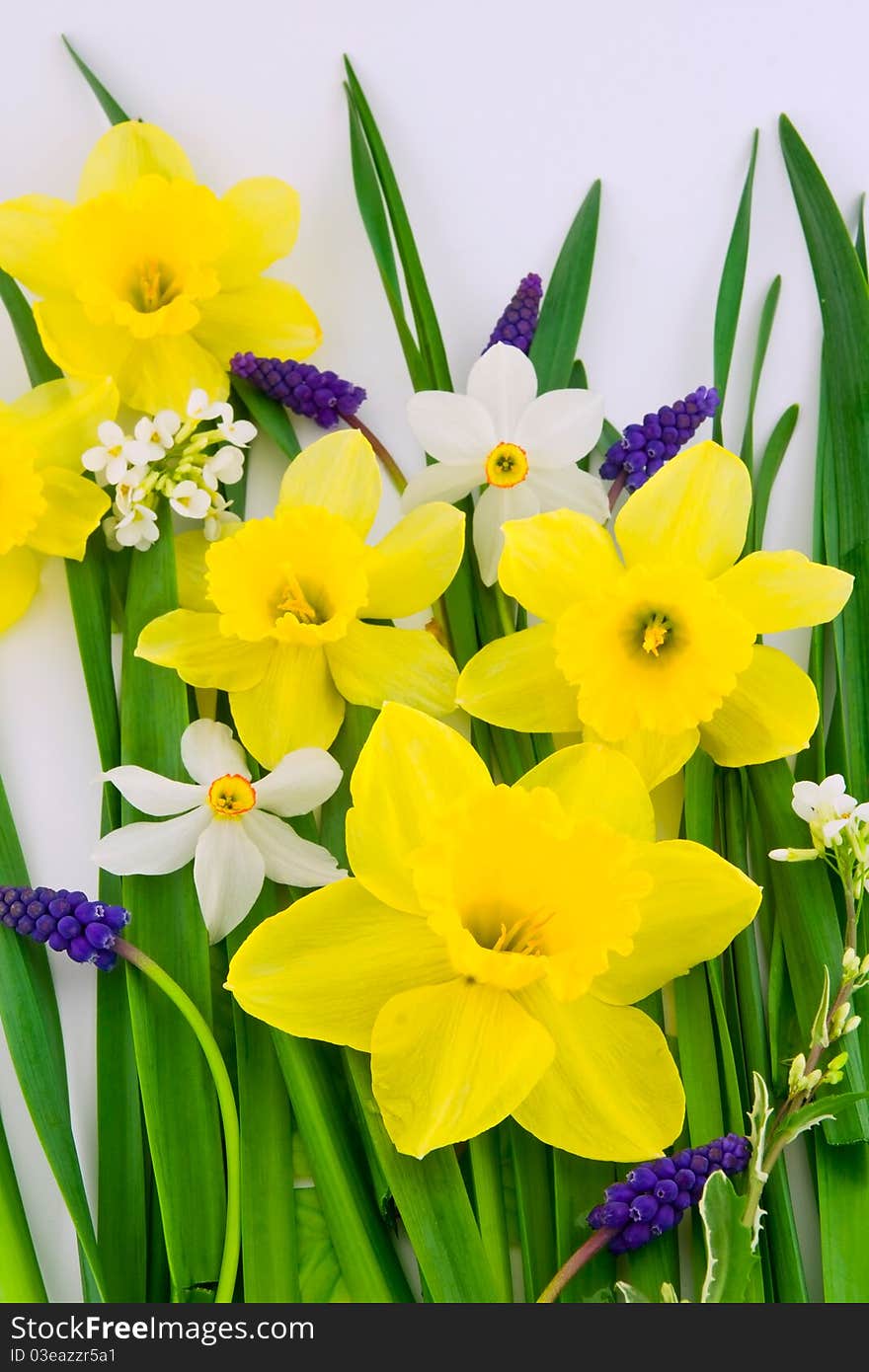 Spring flowers isloated on white