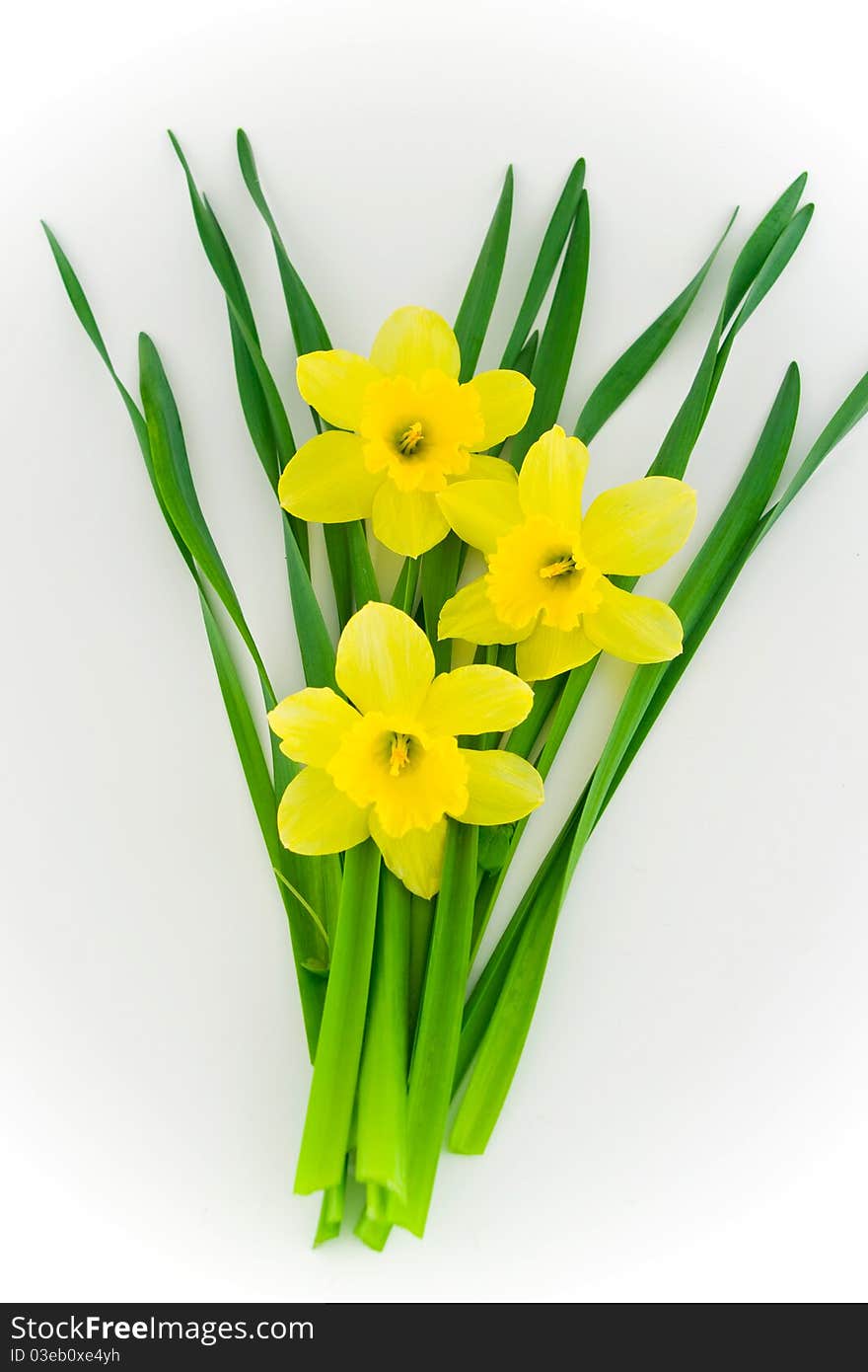 Yellow daffodil isolated on white