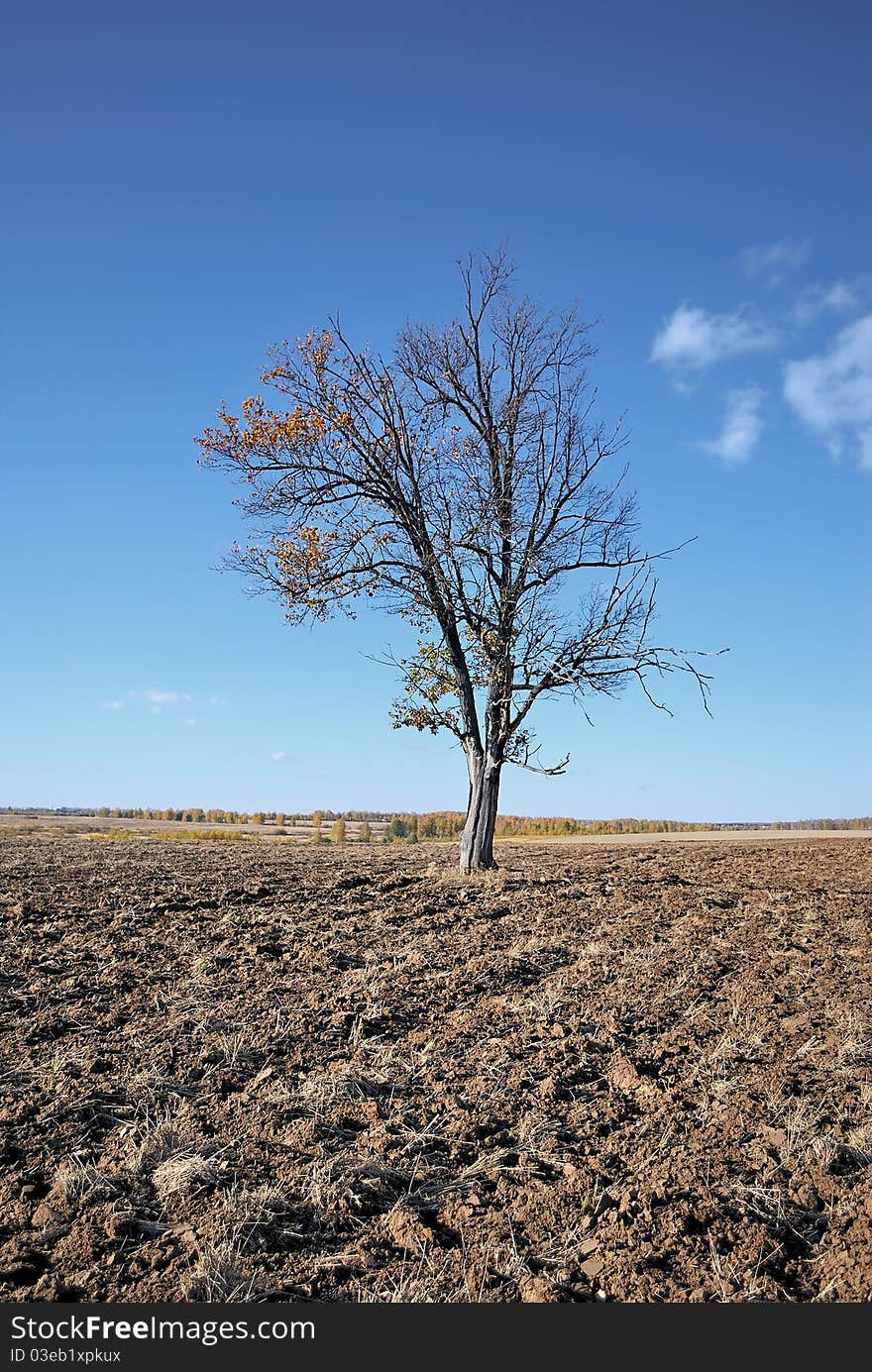 Lonely tree in a field. Tree in the middle of arable land. Autumn landscape.
