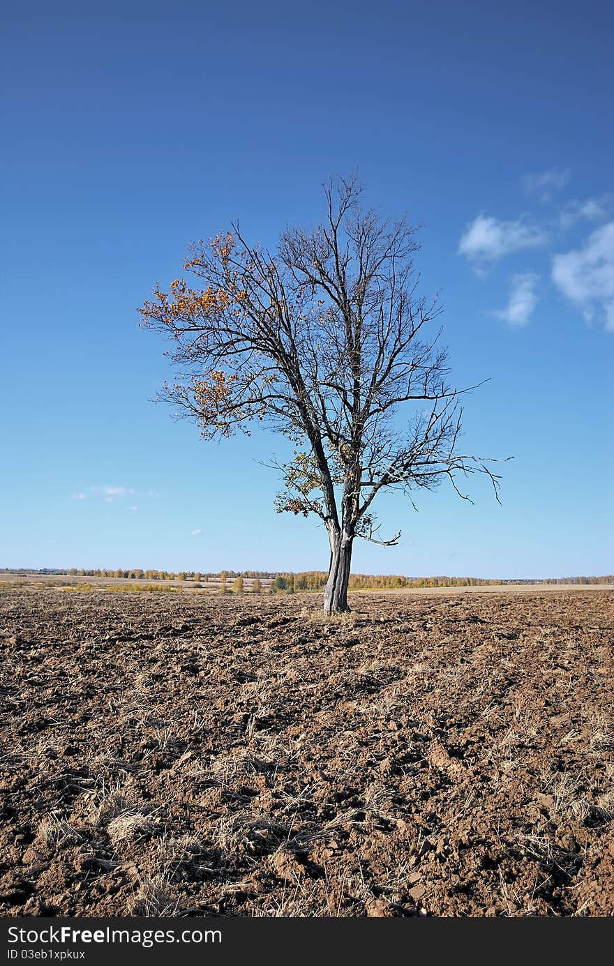 Lonely Tree