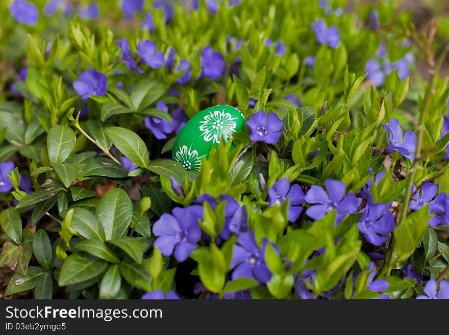 Eastern egg among purple blows