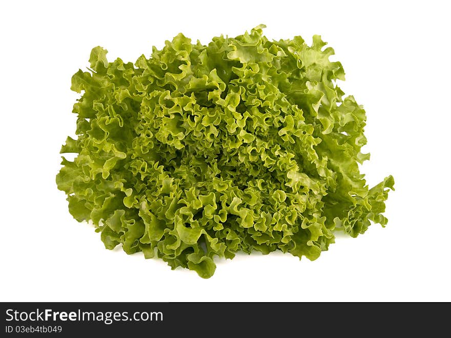 Fresh Lettuce